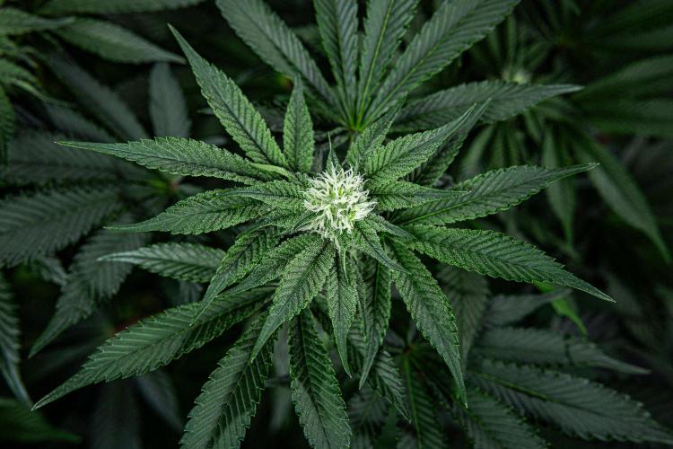 Candy House UKHTA Genetics. Week 11 - Day 76