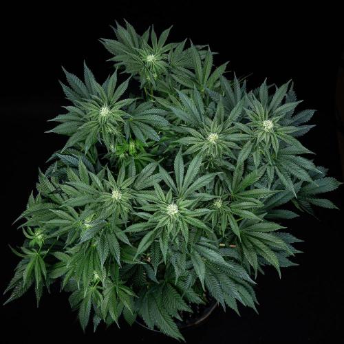 Candy House UKHTA Genetics. Week 11 - Day 76
