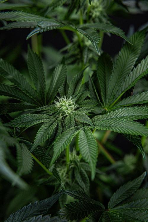 Candy House UKHTA Genetics. Week 11 - Day 76