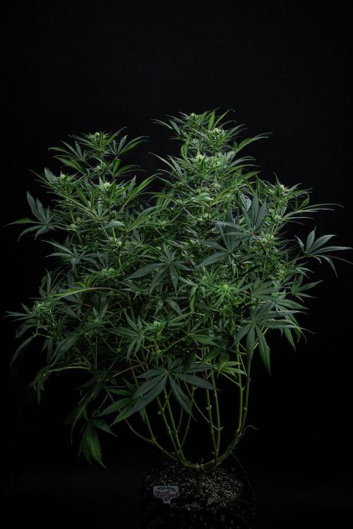 Franco's Fullgas! Green House Seed Co.. Week 11 - Day 76