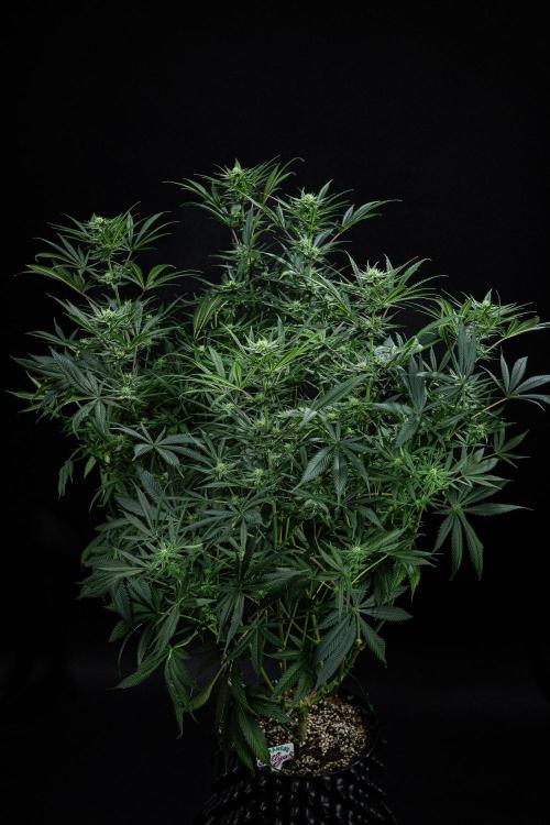 Franco's Fullgas! Green House Seed Co.. Week 11 - Day 76