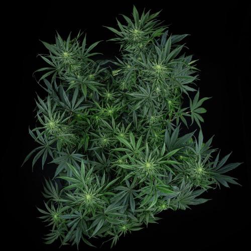 Franco's Fullgas! Green House Seed Co.. Week 11 - Day 76