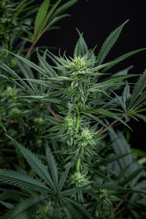 Franco's Fullgas! Green House Seed Co.. Week 11 - Day 76