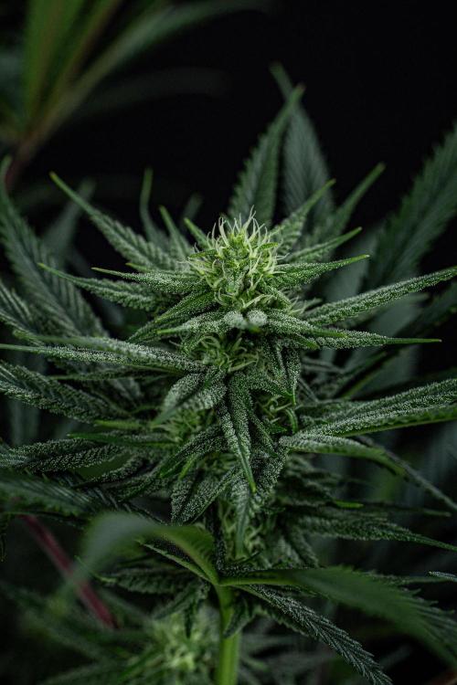 Franco's Fullgas! Green House Seed Co.. Week 11 - Day 76