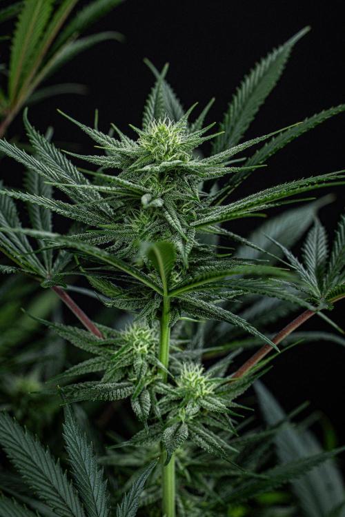 Franco's Fullgas! Green House Seed Co.. Week 11 - Day 76