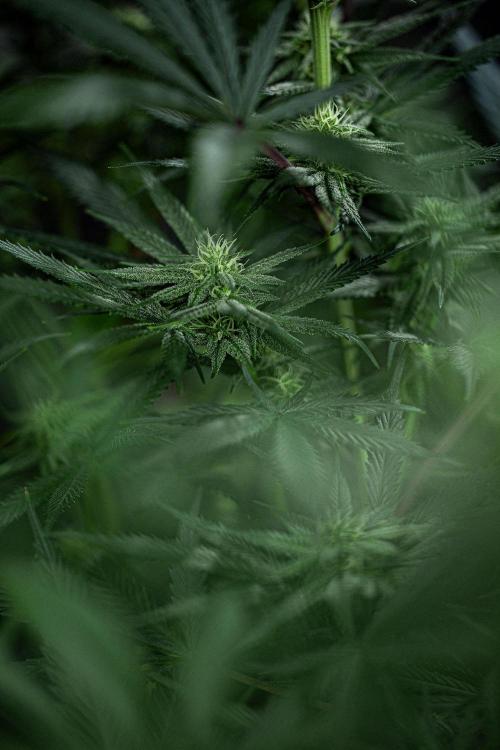 Franco's Fullgas! Green House Seed Co.. Week 11 - Day 76