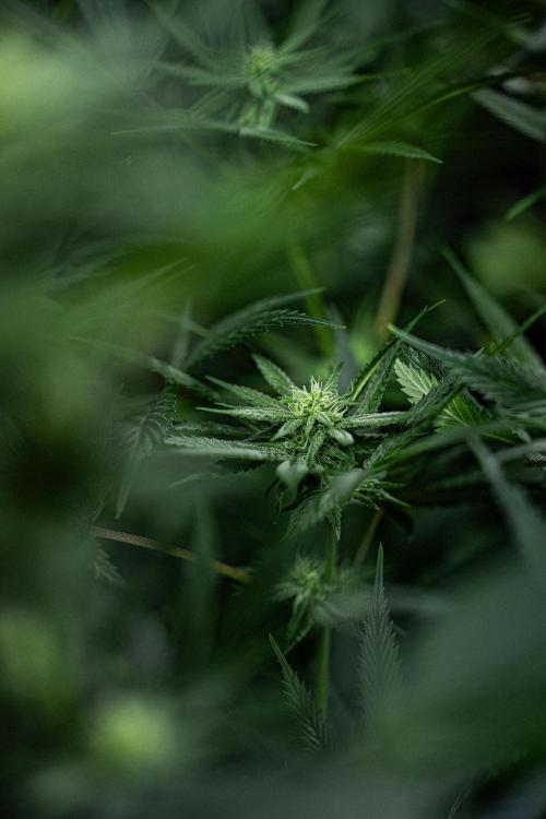 Franco's Fullgas! Green House Seed Co.. Week 11 - Day 76