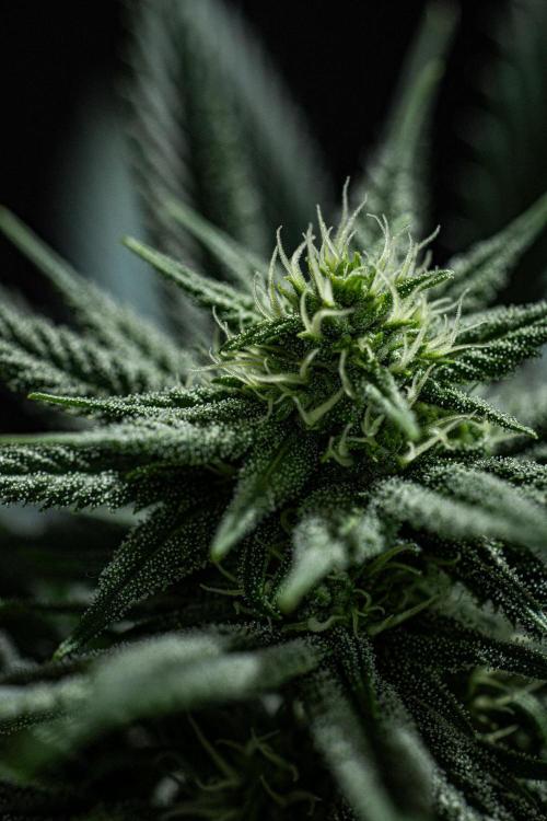 Franco's Fullgas! Green House Seed Co.. Week 11 - Day 76