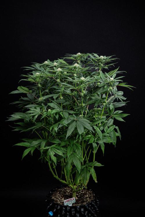 Nori Cake Green House Seed Co.. Week 11 - Day 76