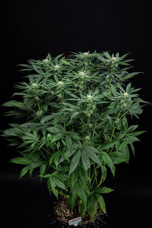Nori Cake Green House Seed Co.. Week 11 - Day 76
