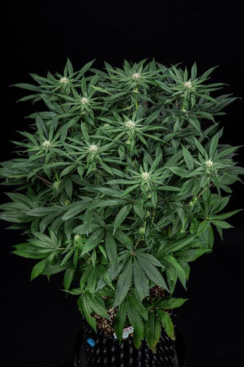 Nori Cake Green House Seed Co.. Week 11 - Day 76