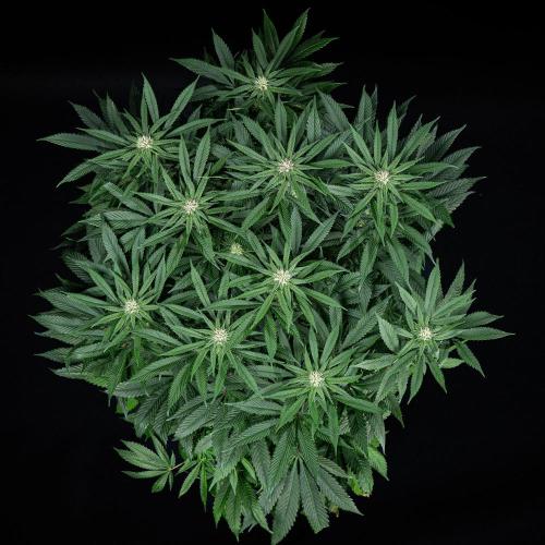 Nori Cake Green House Seed Co.. Week 11 - Day 76