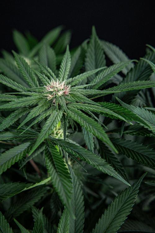 Nori Cake Green House Seed Co.. Week 11 - Day 76