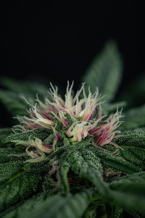 Nori Cake Green House Seed Co.. Week 11 - Day 76