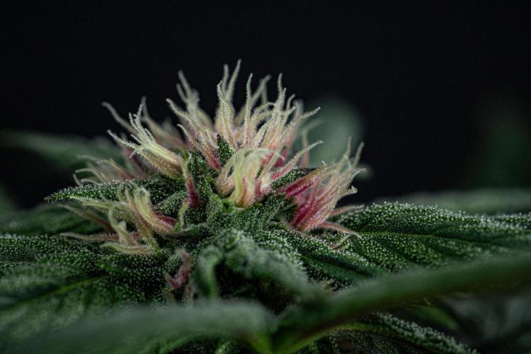 Nori Cake Green House Seed Co.. Week 11 - Day 76