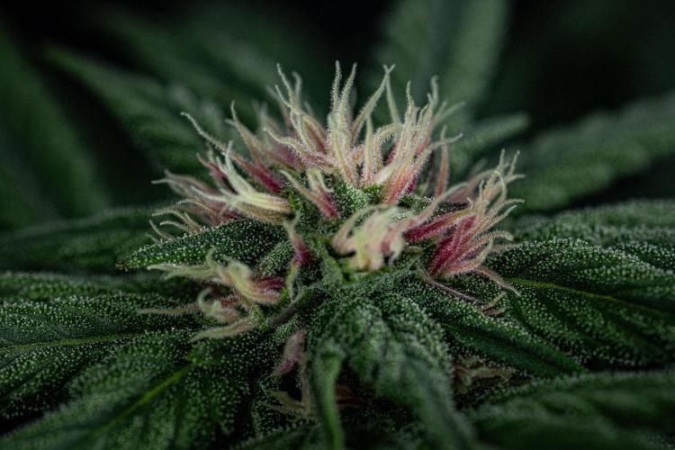 Nori Cake Green House Seed Co.. Week 11 - Day 76