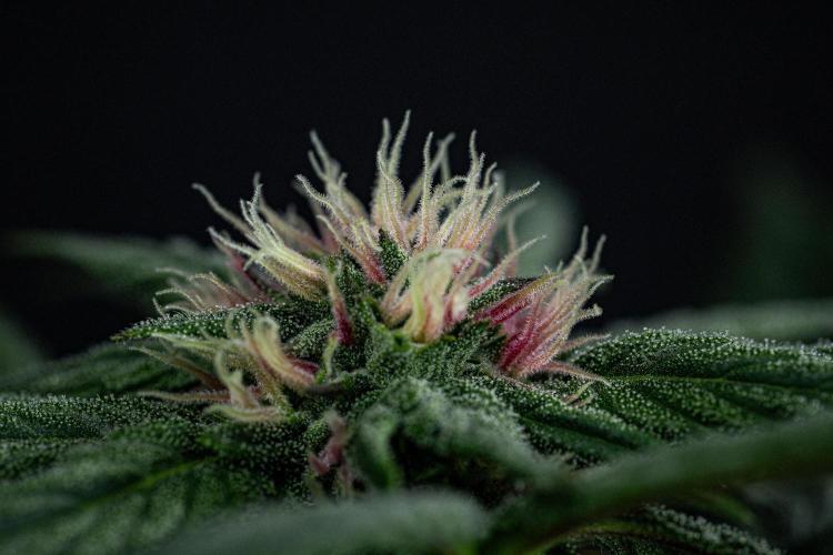Nori Cake Green House Seed Co.. Week 11 - Day 76