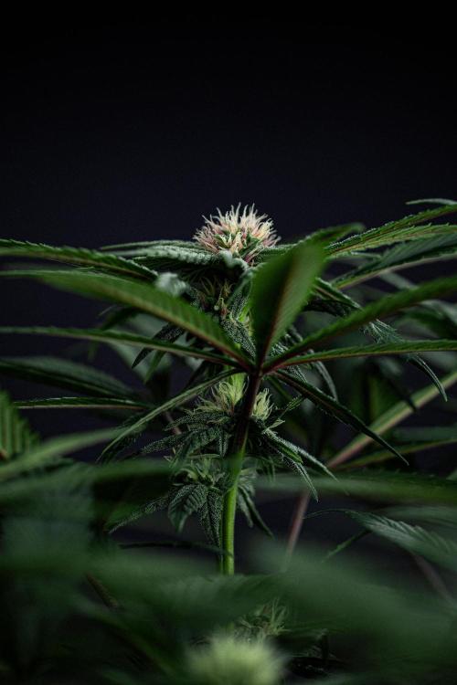 Nori Cake Green House Seed Co.. Week 11 - Day 76