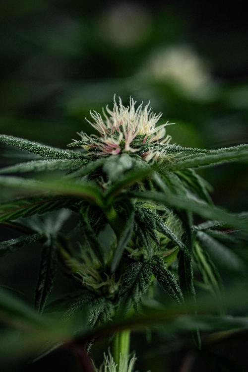 Nori Cake Green House Seed Co.. Week 11 - Day 76