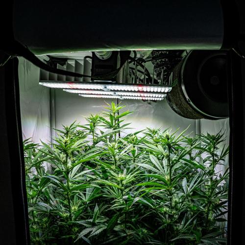 Sticky Broccoli Zamnesia EternityGrowCup. Week 11 - #1 Day 76 – super critical