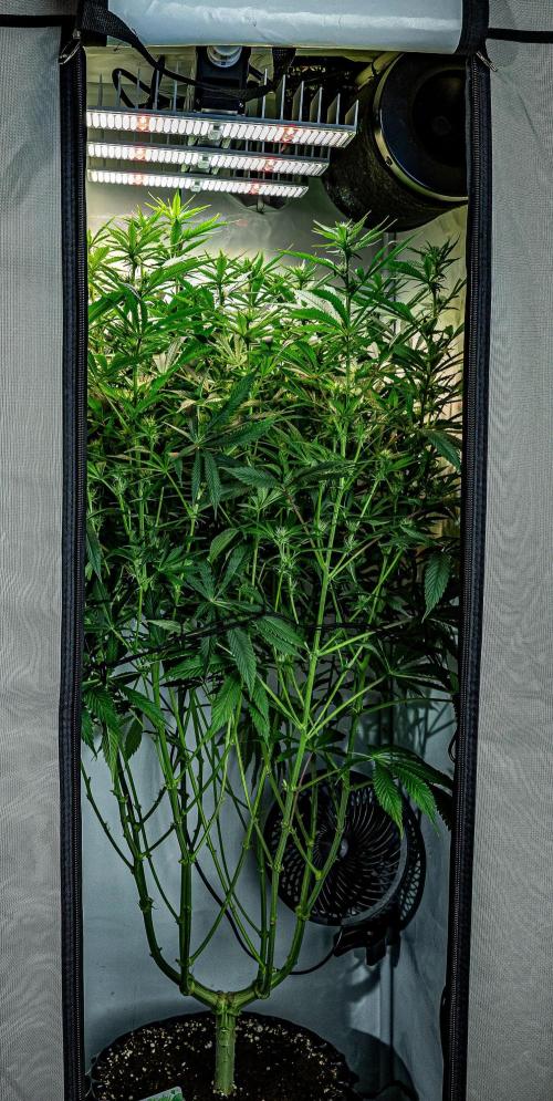 Sticky Broccoli Zamnesia EternityGrowCup. Week 11 - #1 Day 76 – super critical