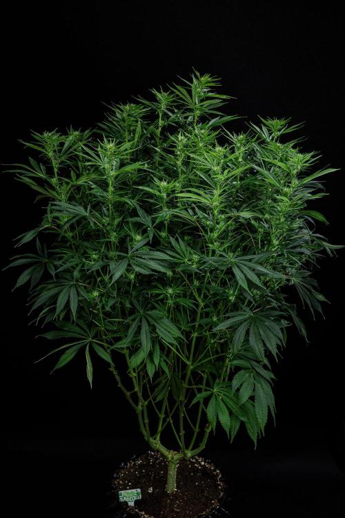 Sticky Broccoli Zamnesia EternityGrowCup. Week 11 - #1 Day 76