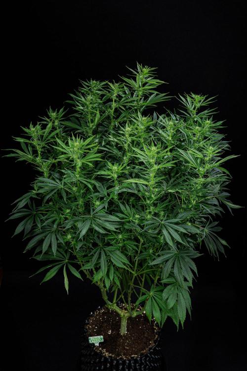 Sticky Broccoli Zamnesia EternityGrowCup. Week 11 - #1 Day 76