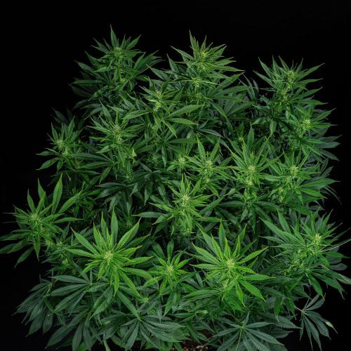 Sticky Broccoli Zamnesia EternityGrowCup. Week 11 - #1 Day 76