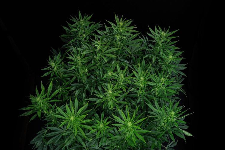 Sticky Broccoli Zamnesia EternityGrowCup. Week 11 - #1 Day 76
