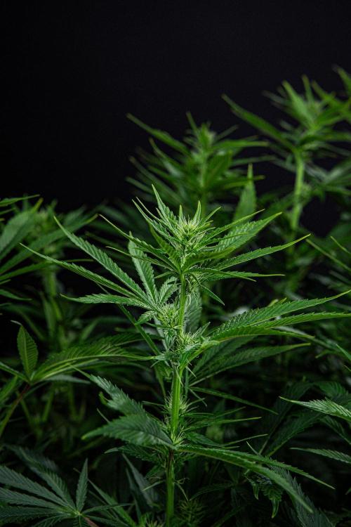 Sticky Broccoli Zamnesia EternityGrowCup. Week 11 - #1 Day 76