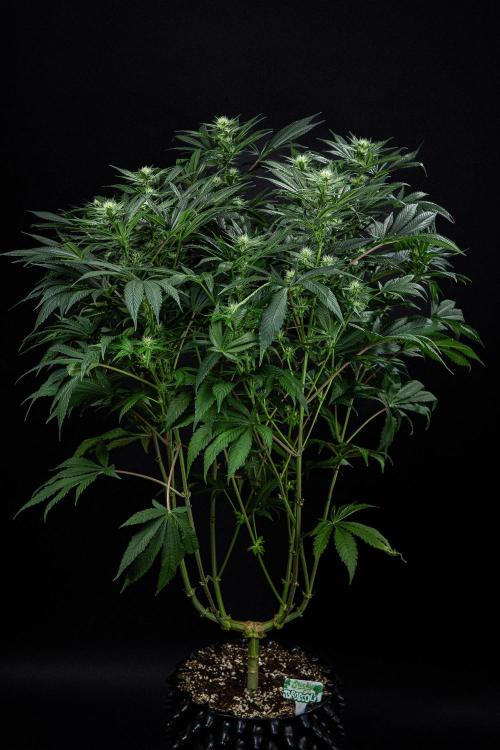 Sticky Broccoli Zamnesia EternityGrowCup. Week 11 - #2 Day 76