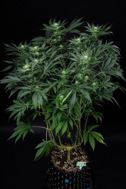 Sticky Broccoli Zamnesia EternityGrowCup. Week 11 - #2 Day 76