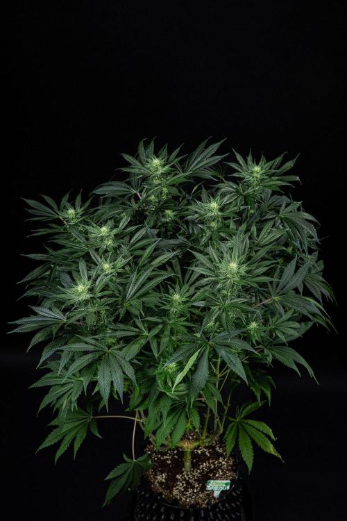 Sticky Broccoli Zamnesia EternityGrowCup. Week 11 - #2 Day 76