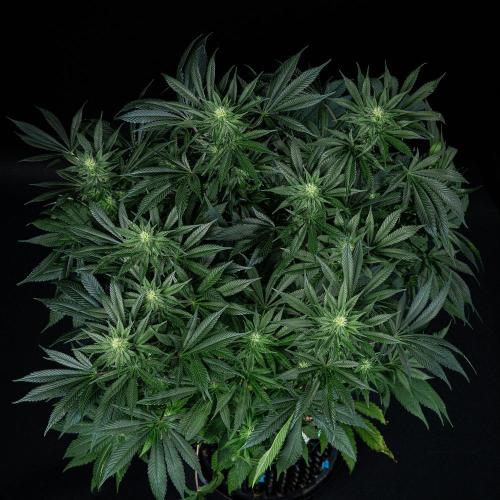 Sticky Broccoli Zamnesia EternityGrowCup. Week 11 - #2 Day 76