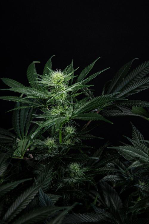 Sticky Broccoli Zamnesia EternityGrowCup. Week 11 - #2 Day 76
