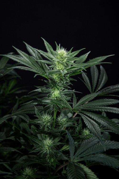 Sticky Broccoli Zamnesia EternityGrowCup. Week 11 - #2 Day 76