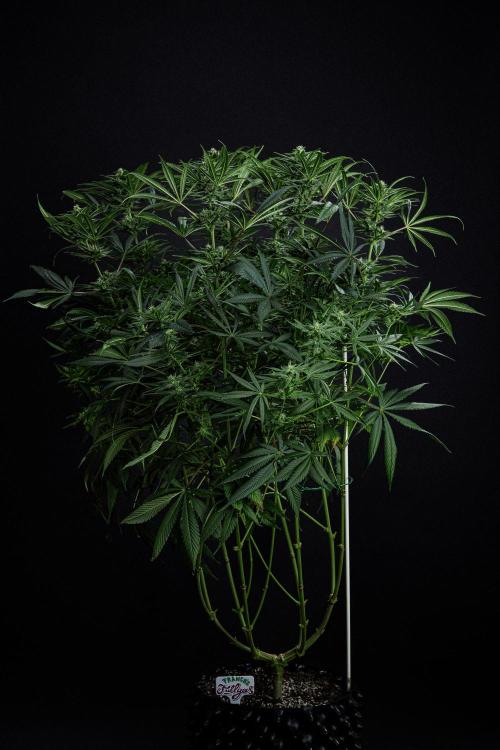 Franco's Fullgas! Green House Seed Co.. Week 12 - Day 83
