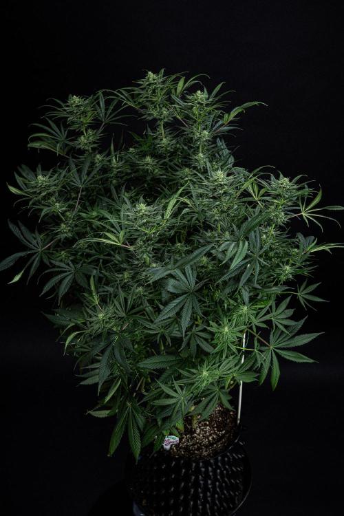 Franco's Fullgas! Green House Seed Co.. Week 12 - Day 83