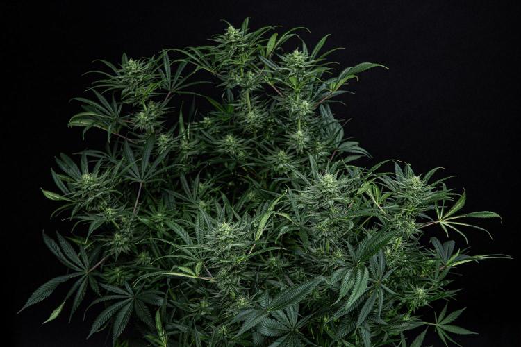 Franco's Fullgas! Green House Seed Co.. Week 12 - Day 83