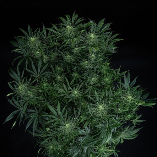 Franco's Fullgas! Green House Seed Co.. Week 12 - Day 83