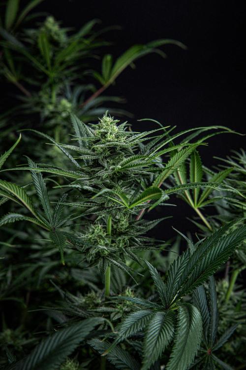 Franco's Fullgas! Green House Seed Co.. Week 12 - Day 83