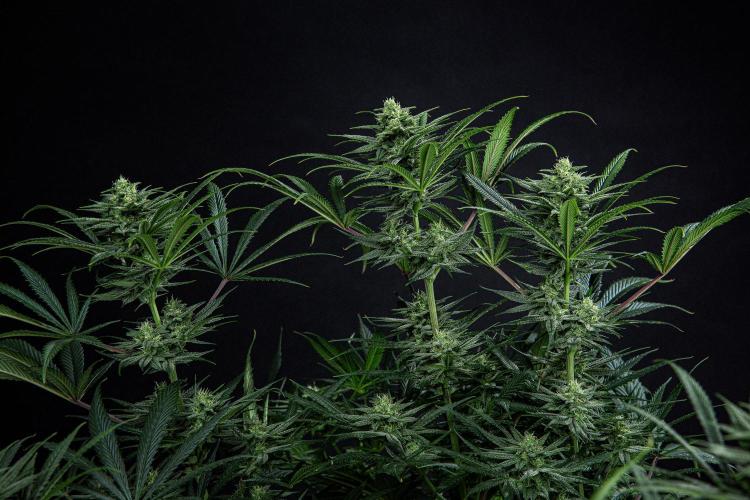 Franco's Fullgas! Green House Seed Co.. Week 12 - Day 83
