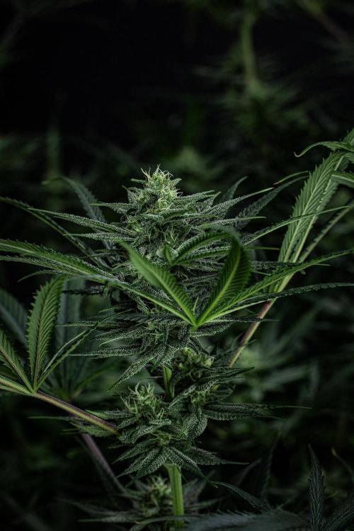 Franco's Fullgas! Green House Seed Co.. Week 12 - Day 83