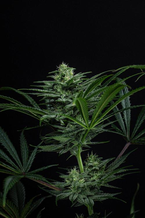 Franco's Fullgas! Green House Seed Co.. Week 12 - Day 83