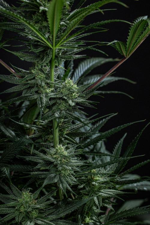Franco's Fullgas! Green House Seed Co.. Week 12 - Day 83