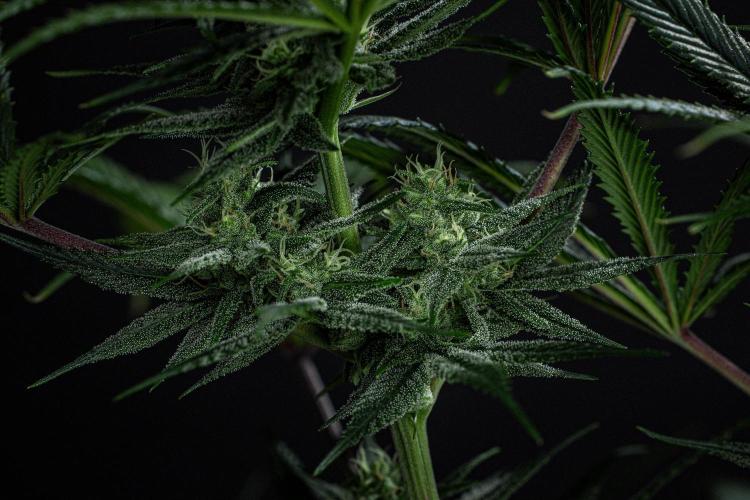 Franco's Fullgas! Green House Seed Co.. Week 12 - Day 83