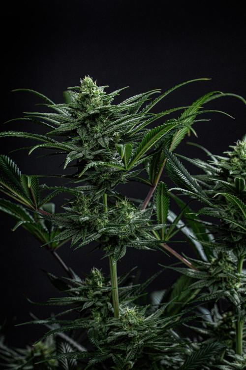 Franco's Fullgas! Green House Seed Co.. Week 12 - Day 83
