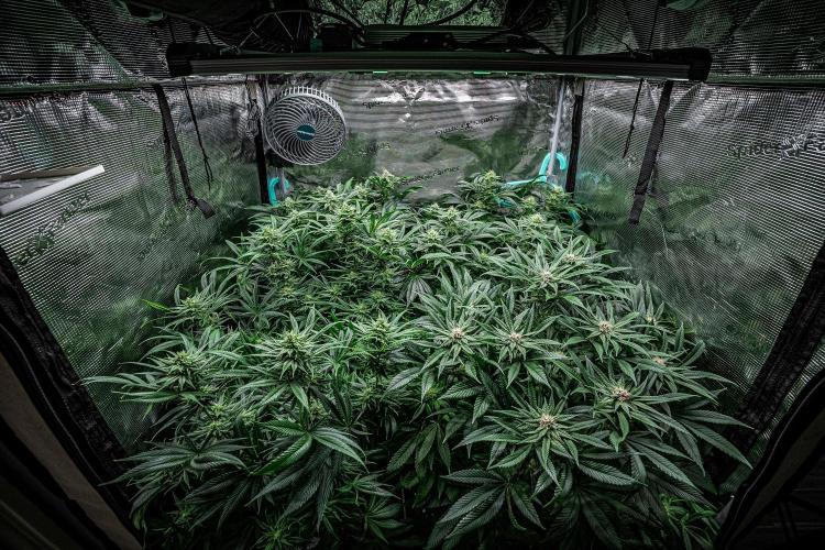 Franco's Fullgas! Green House Seed Co.. Week 12 - Day 83 - tent view - she is the one in the front on the left