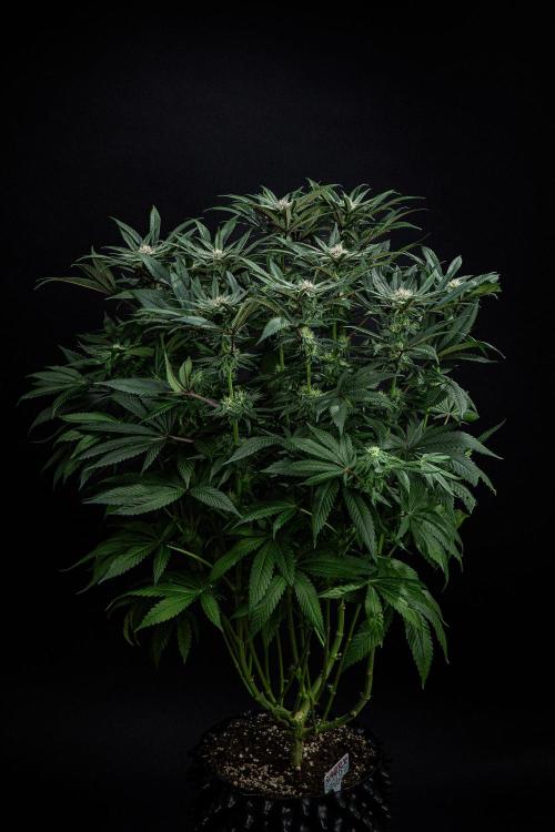 Nori Cake Green House Seed Co.. Week 12 - Day 83