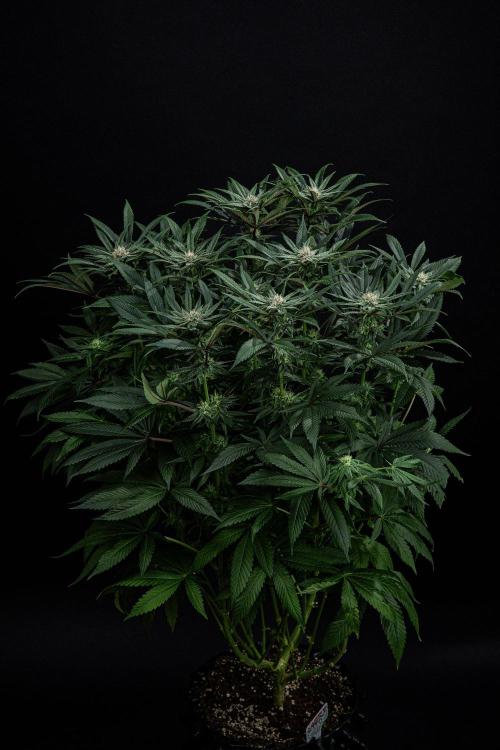 Nori Cake Green House Seed Co.. Week 12 - Day 83